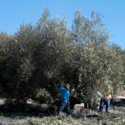 Castillo De Pinar Olive Oil Harvested By Hand